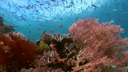 Raja Ampat Papua, Indonesia