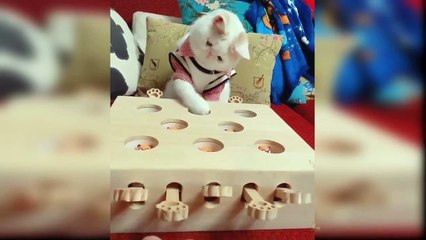 Baby Cats - Cute and Funny Cat Videos Compilation cute funny cats