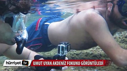 Umut Uyan Akdeniz fokunu görüntüledi