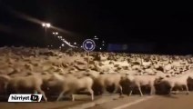 Binlerce koyun çobanı uyutup şehre daldı