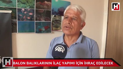 Balon balıklarının ilaç yapımı için ihraç edilecek