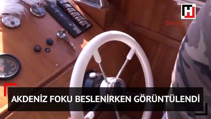 Akdeniz foku beslenirken görüntülendi