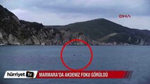 Marmara'da Akdeniz foku görüldü