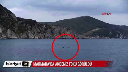 Marmara'da Akdeniz foku görüldü