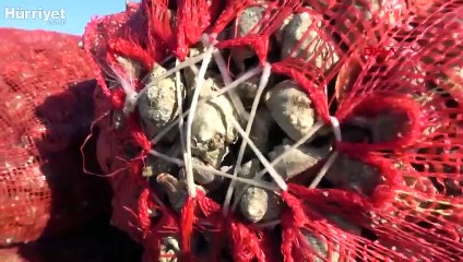 Akçakoca'da dalgıçlar salyangoz için dalıyor 