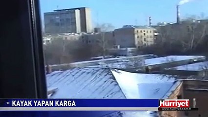 AKILLI KARGA GÖRENLERİ ŞAŞIRTTI