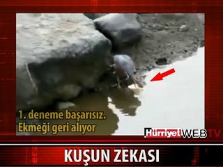DÜNYANIN EN UYANIK KUŞU