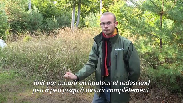 Réchauffement climatique: à Fontainebleau, l'ONF prépare la forêt de demain