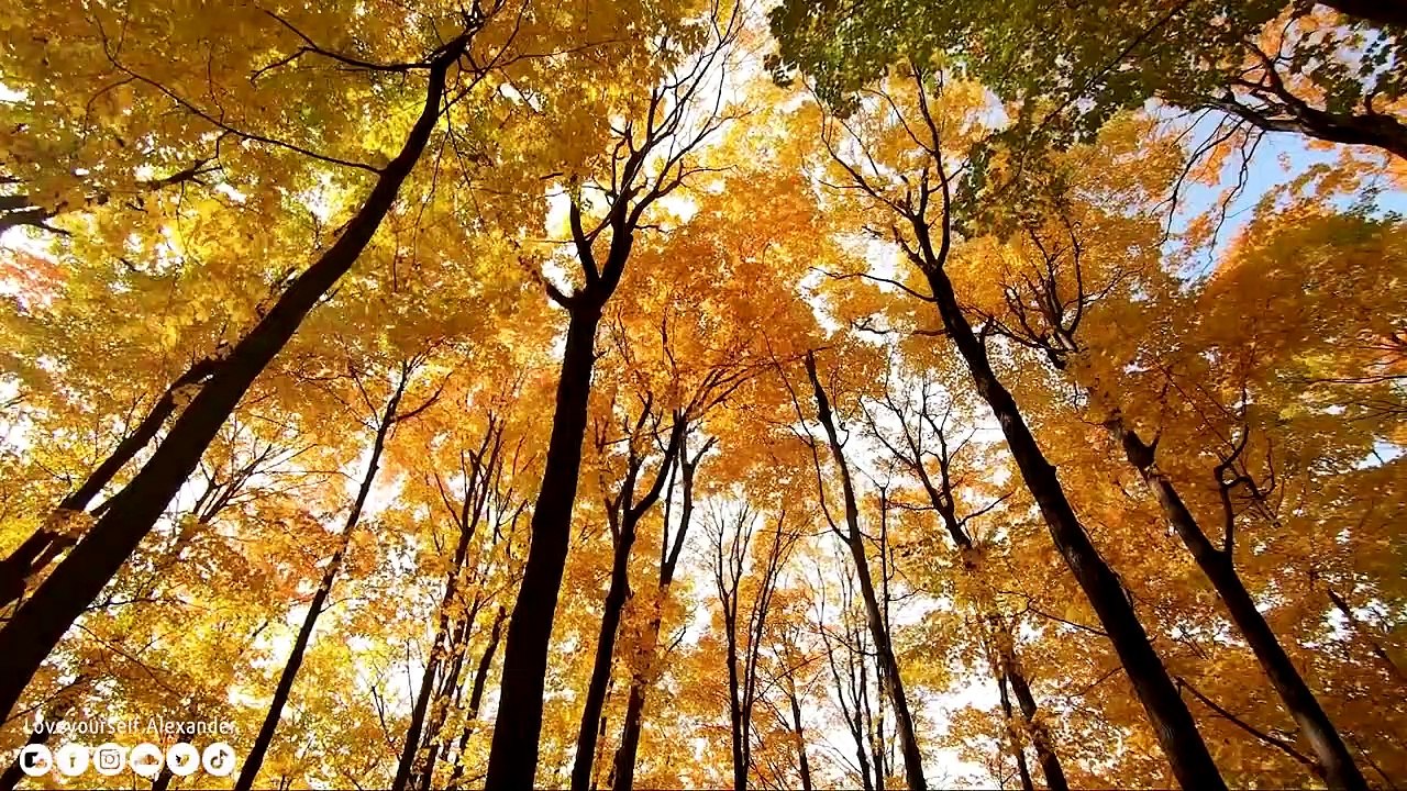 La musique de guérison garde l'esprit éveillé La musique apaisante guérit le corps et l'esprit