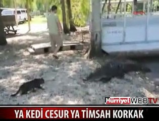 KOCA TİMSAH KEDİDEN BÖYLE KAÇTI