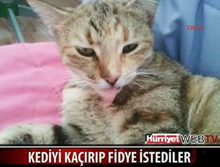 KEDİYİ KAÇIRIP FİDYE İSTEDİLER