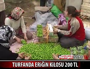 ERİĞİN KİLOSU ALTIN DEĞERİNDE