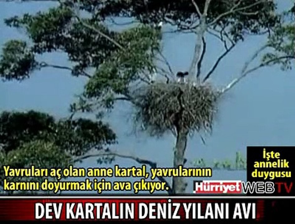 KARTALIN YILAN AVI