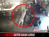 BARA GİREN GEYİK ORTALIĞI KARIŞTIRDI