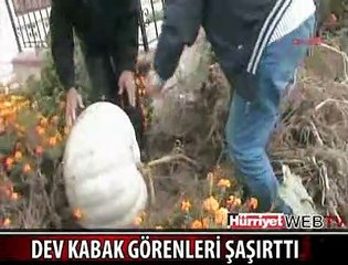 GÖRENLERİ ŞAŞIRTAN DEV KABAK