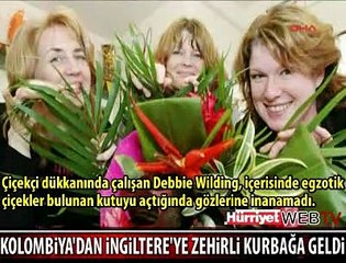 POSTAYLA ZEHİRLİ KURBAĞA GÖNDERDİLER