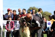 Doğu Karadeniz'in ilk Türk Çoban, Av ve Bekçi Köpekleri Irk Standartları Yarışması düzenlendi