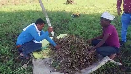 video, Soybean Harvesting Experiment
