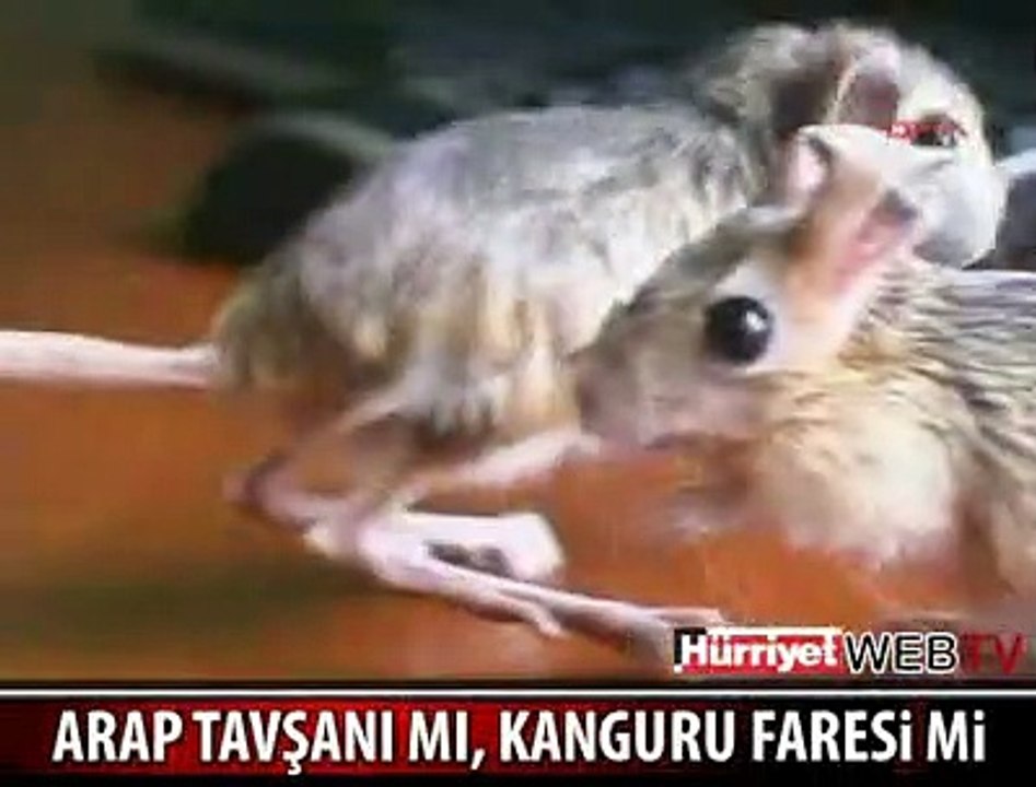 EVİNDE BUNLARI BESLİYOR