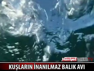 MERMİ GİBİ DALIP ÖLDÜRÜYORLAR