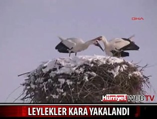 LEYLEKLER KARA TESLİM OLDU