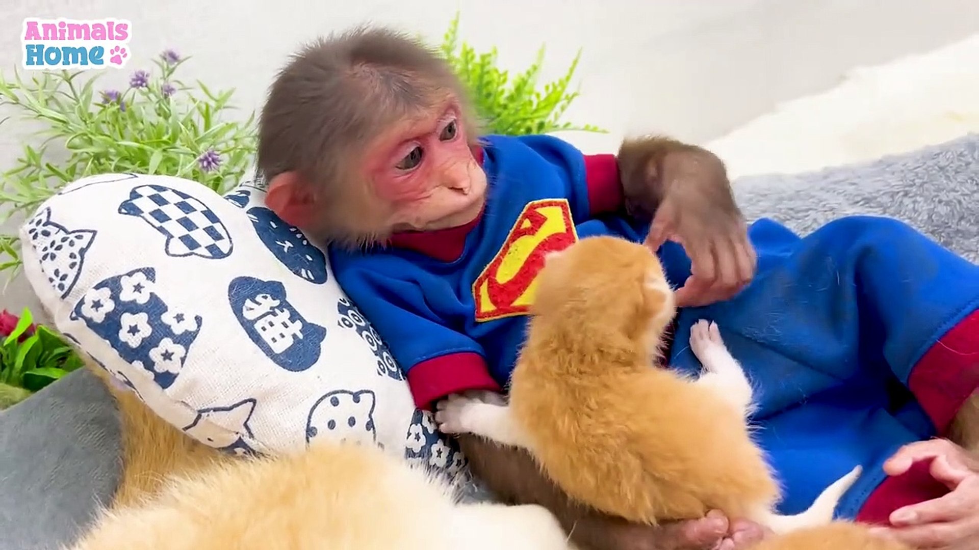 ⁣Naughty BiBi Helps Ody Take Care of Kittens - Amazing Video for Children