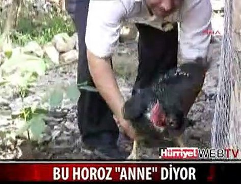 ACIKTIĞINDA ANNE DİYEN HOROZ