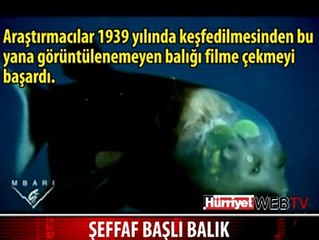 İŞTE OKYANUSUN EN TUHAF CANLISI