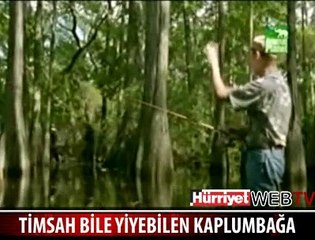 DİLİYLE PUSU KURAN KAPLUMBAĞA