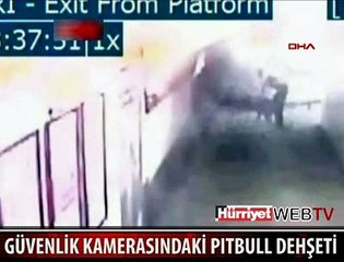 PITBULL LABRADOR'U BÖYLE PARÇALADI