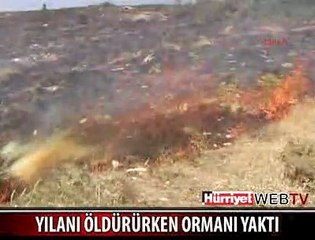 YILANI ÖLDÜRMEK İÇİN ORMANI YAKTI