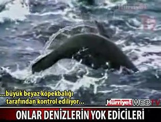 EN AZ BİR SERİ KATİL KADAR TEHLİKELİLER