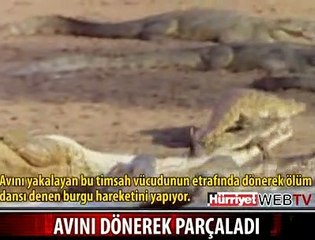 TİMSAHIN KORKUNÇ YÜZÜ