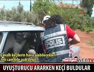 UYUŞTURUCU ARARKEN KEÇİ BULDULAR