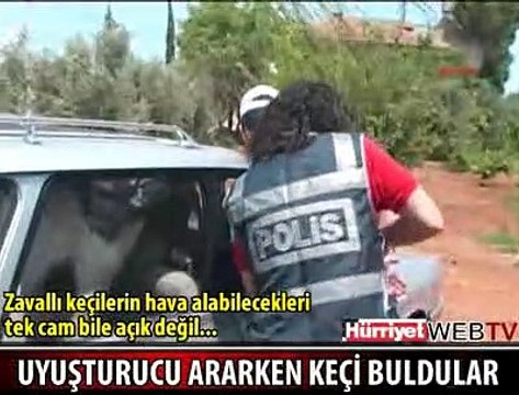 UYUŞTURUCU ARARKEN KEÇİ BULDULAR