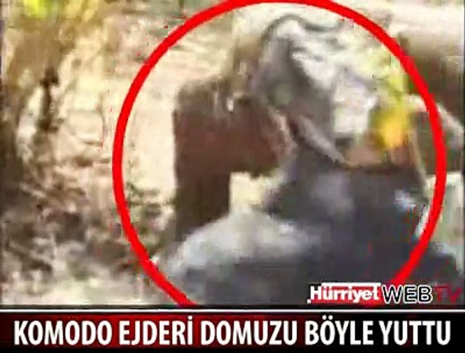 KOCA DOMUZU BÖYLE YUTTU