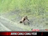 AVINI CANLI CANLI YEDİ