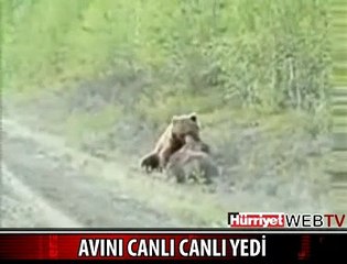 AVINI CANLI CANLI YEDİ