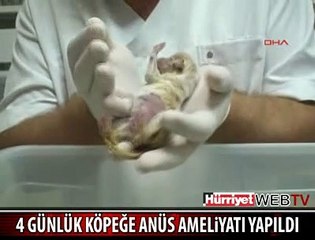 MİNYATÜR KÖPEK AMELİYAT EDİLDİ