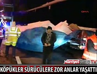 KÖPÜKLER YOLA SAÇILDI