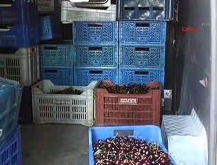1.5 TON KİRAZI BEDAVA DAĞITTI