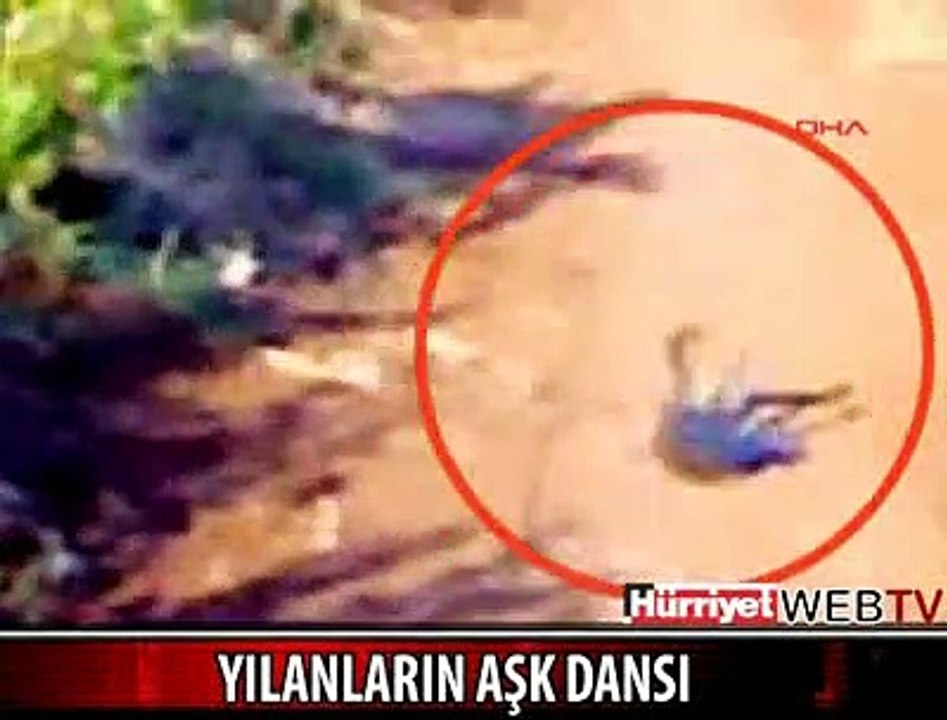 YILANLARIN AŞKI