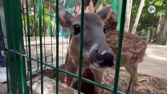 Pambi la venado cola blanca fue rescatada en carreteras de Veracruz (+Video)
