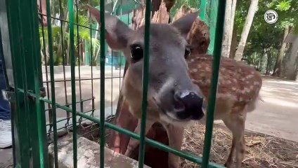 "Pambi" la venado cola blanca fue rescatada en carreteras de Veracruz (+Video)