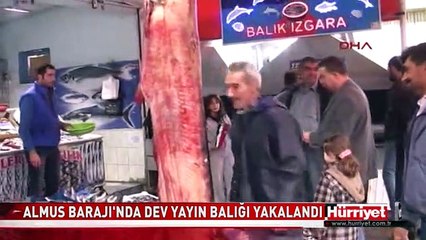 ALMUS BARAJI'NDA DEV YAYIN BALIĞI YAKALANDI