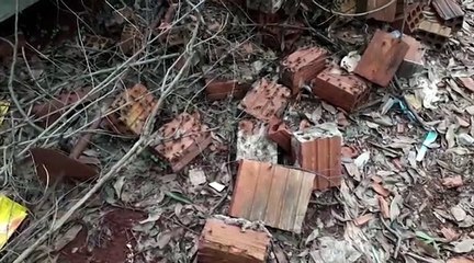 Moradores do Bairro Melissa relatam invasão de formigas em residência