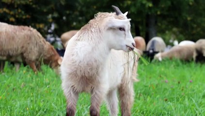Kid Sheep Young Small Lamb Grass Animals Cute