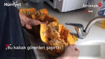 Bu kabak görenleri şaşırttı