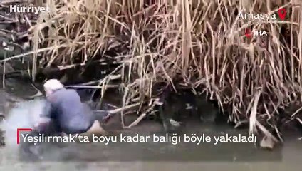 Yeşilırmak sularında boyu kadar olan dev balığı böyle yakaladı