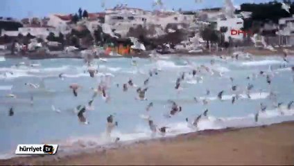 Altınkum Plajı'nı martılar bastı